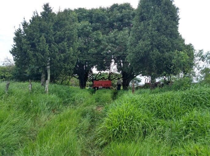 Fazenda, 483 hectares - Foto 5