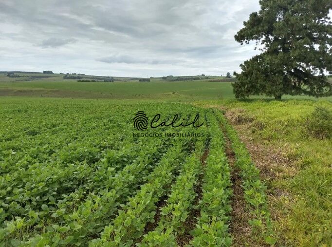 Fazenda, 483 hectares - Foto 10