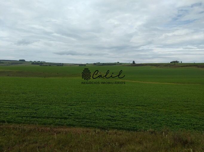 Fazenda, 483 hectares - Foto 7